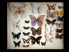 Detail images:  Schmetterlings-Sammelkasten