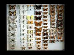 Detailabbildung:  Schmetterlingssammlung, im Kasten