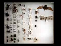 Detailabbildung:  Insekten-Sammlungskasten