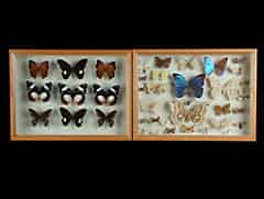 Detailabbildung: Zwei Schaukästen mit Schmetterlingssammlung