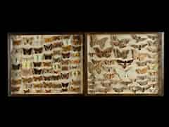 Detailabbildung: Zwei Schaukästen mit Schmetterlingssammlung