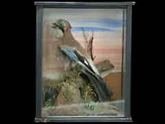 Detailabbildung: Glaskasten mit ausgestopftem und präpariertem Vogel: Eichelhäher, auf realistisch gebautem