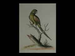 Detailabbildung: Satz von sieben kolorierten Radierungen mit Darstellungen von Papageien