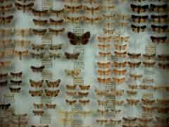 Detail images: Satz von vier Schmetterlingskästen