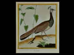 Detail images: Satz von fünf kolorierten Radierungen mit Vogeldarstellungen