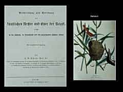 Detailabbildung: H. R. Schinz. Beschreibung und Abbildung der künstlichen Nester und Eyer der Vögel, welche in der Schweiz, in Deutschland und den angrenzenden Ländern brüten.