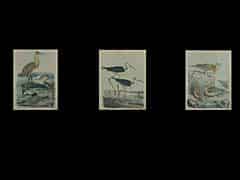 Detailabbildung: Konvolut von drei verglasten und gerahmten kolorierten Grafiken: Störche und Wasservögel