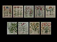 Detailabbildung: Serie von neun kolorierten Radierungen mit Pflanzendarstellungen