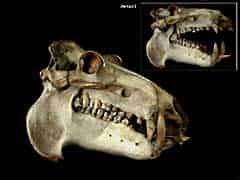 Detail images: Schädel eines Nilpferdes