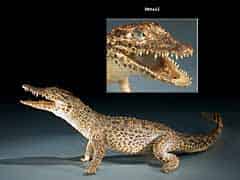 Detail images: Präpariertes kleines Krokodil (Kaiman?)