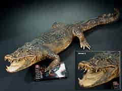 Detail images: Grosses Krokodil