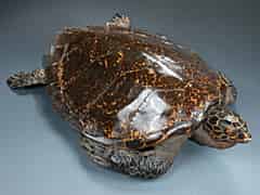 Detail images: Schildkröte