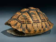 Detailabbildung: Schildkrötenpanzer
