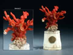 Detailabbildung:  Korallenstock