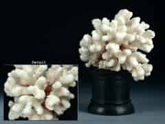 Detailabbildung:  Weißer Korallenstock