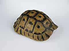 Detailabbildung: Schildkrötenpanzer