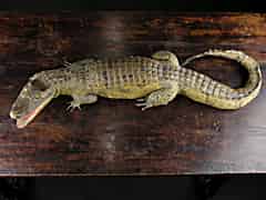 Detail images: Krokodil