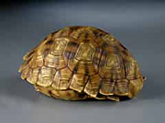 Detailabbildung: Schildkrötengehäuse