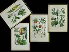 Detail images:  Pflanzen