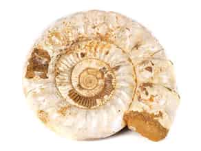 Detailabbildung:  Großer Ammonit