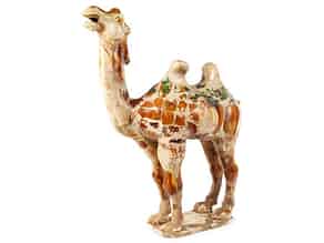 Detailabbildung:  Tang-Kamel