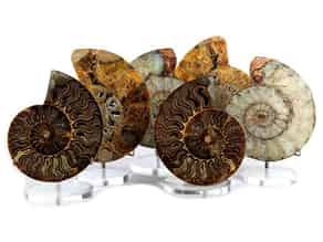 Detailabbildung:  Sammlung von sechs geschliffenen Ammoniten