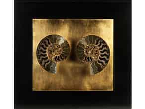 Detailabbildung:  Dekorativer fossiler Ammonit