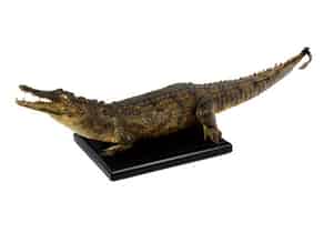 Detailabbildung:  Prächtiges Tierpräparat „Crocodylus niloticus“