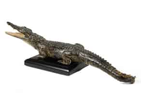 Detailabbildung:  Prächtiges Tierpräparat eines kleinen „Crocodylus niloticus“ 