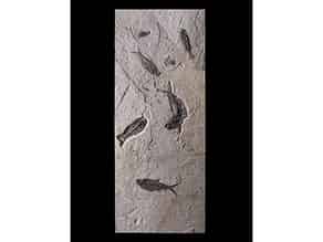 Detailabbildung:  Außergewöhliche Fossilienplatte mit Diplomystus und Knightia Fischen