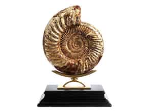 Detailabbildung:  Fossiler Perisphinctidae Ammonit