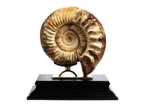 Detailabbildung:  Fossiler Ammonit