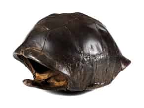 Detailabbildung:  Panzer einer Riesenschildkröte