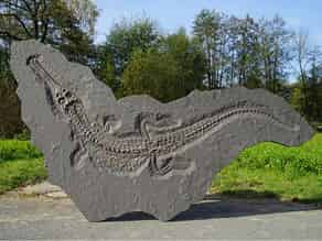 Detailabbildung:  Hochseekrokodil (Steneosaurus bollensis)
