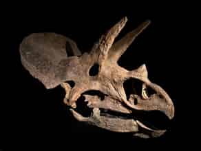 Detailabbildung:  Fossiler Schädel eines Triceratops horridus