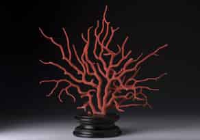 Detailabbildung:  Roter Korallenbaum, 19. Jahrhundert