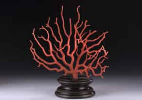 Detailabbildung:  Roter Korallenbaum auf ebonisiertem Sockel, 19. Jahrhundert
