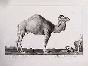Detailabbildung:  Maréchal. Camelus Dromedarius / Le Dromedaire