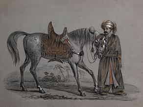Detailabbildung:  Araber-Pferd