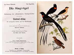 Detail images:  Singvögel auf kolorierten Tafeln