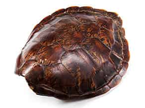 Detailabbildung:  Schildkrötenpanzer