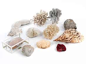 Detail images:  Konvolut von zwölf Muscheln und Korallen bzw. Meerestieren
