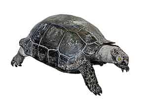 Detail images:   Großes Präparat einer Schildkröte