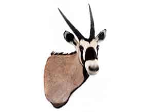 Detail images:   Oryx (Spießbock)