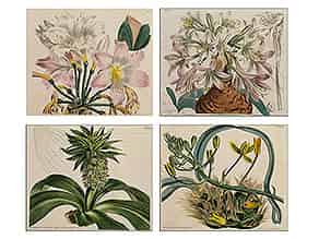 Detailabbildung:   Satz von vier botanischen Stichen