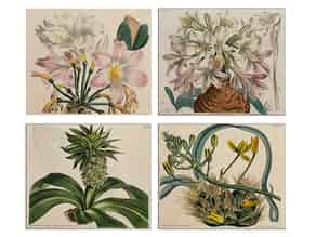 Detailabbildung:   Satz von vier botanischen Stichen