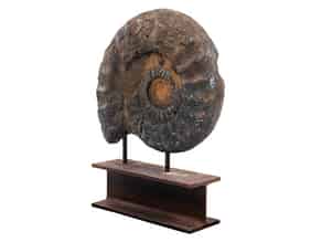 Detailabbildung:   Großer Ammonit
