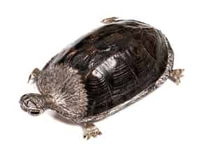 Detail images:  Schildkröte