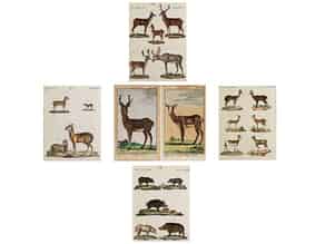 Detailabbildung:   Konvolut von fünf kolorierten Stichen mit Tierdarstellungen