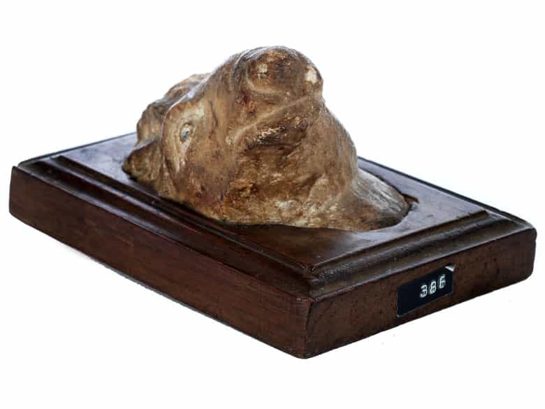 Detailabbildung: Marmorfragment eines Widderkopfes